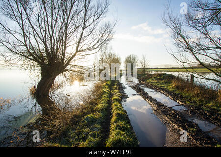 Eine halbe überschwemmt Traktor Anschluss Richtung Ackerland auf West Sedgemoor in der Nähe von Stoke St Gregory überschwemmt. Somerset Levels, Somerset, UK. Januar 2014 Stockfoto