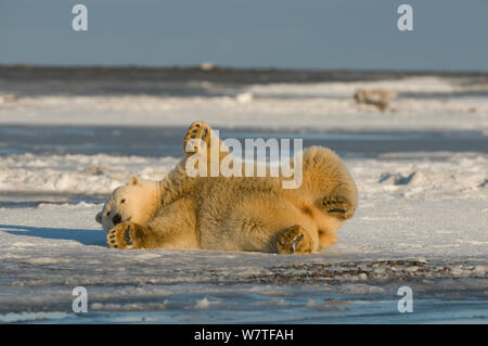 Eisbär (Ursus maritimus) Cub rollt herum; entweder Abkühlung, Reinigung seinen Mantel oder kratzen sich, zusammen Bernard Spit, Nordhang der Brooks Range, Beaufort Sea, Alaska, Oktober. Stockfoto