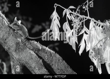 Siebenschläfer (Eliomys quercinus) bei Nacht mit Infrarot Fernbedienung Kamera trap, Frankreich, Juli genommen. Stockfoto