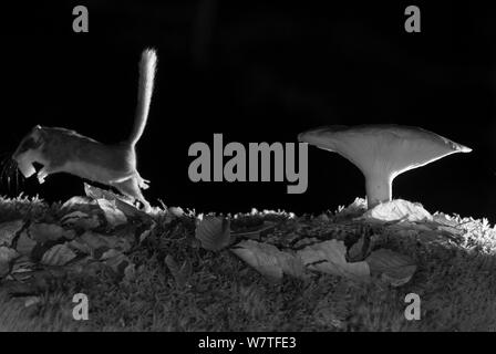 Wald Siebenschlfer (Dryomys nitedula) Durchfhrung Kder (pear) neben  Pilz, in der Nacht, mit Infrarot Fernbedienung Kamera trap, Slowenien,  Oktober getroffen Stockfotografie - Alamy