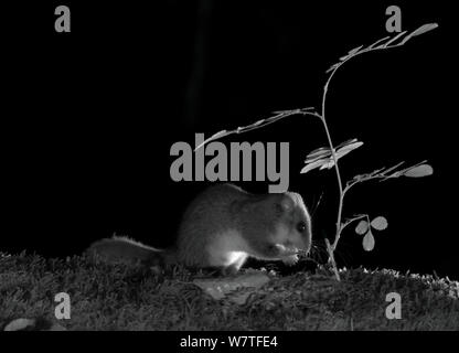 Genießbare Siebenschläfer (Glis Glis) Fütterung in der Nacht, mit Infra-red Remote Camera trap, Slowenien Stockfoto