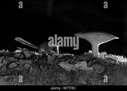 Wald Siebenschläfer (Dryomys nitedula) Fütterung auf Köder (pear) neben Pilz, in der Nacht, mit Infrarot Fernbedienung Kamera trap, Slowenien, Oktober getroffen. Stockfoto