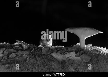Wald Siebenschläfer (Dryomys nitedula) Fütterung auf Köder (pear) neben Pilz in der Nacht, mit Infrarot Fernbedienung Kamera trap, Slowenien, Oktober getroffen. Stockfoto