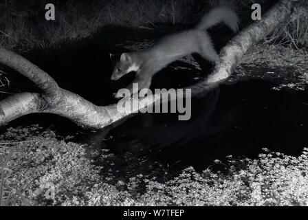 Baummarder (Martes martes) gehen über Zweig über Gartenteich, bei Nacht mit Infra-red Remote Camera trap, Frankreich, Juni genommen. Stockfoto