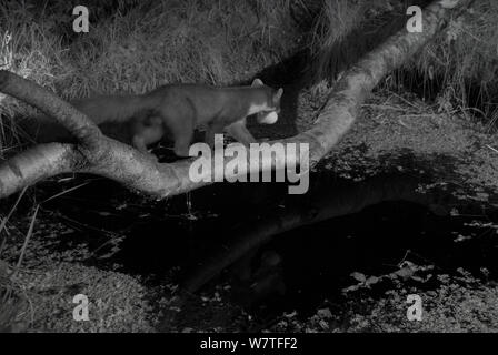 Baummarder (Martes martes) gehen über Zweig über Gartenteich, bei Nacht mit Infra-red Remote Camera trap, Frankreich, Juni genommen. Stockfoto