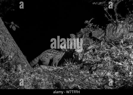 Europäische ginsterkatze (Genetta genetta) bei Nacht mit Infrarot Fernbedienung Kamera trap, Ariège, Frankreich, übernommen. Stockfoto