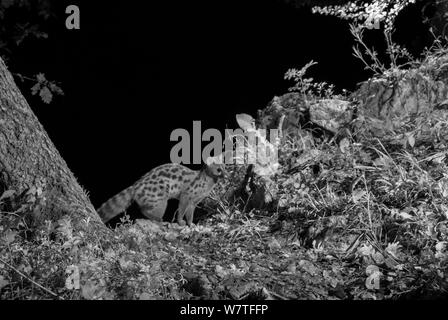 Europäische ginsterkatze (Genetta genetta) bei Nacht mit Infrarot Fernbedienung Kamera trap, Ariège, Frankreich, übernommen. Stockfoto