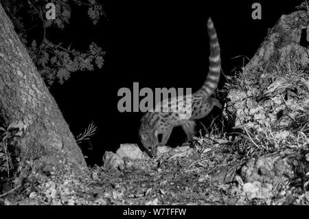 Europäische ginsterkatze (Genetta genetta) bei Nacht mit Infrarot Fernbedienung Kamera trap, Ariège, Frankreich, übernommen. Stockfoto