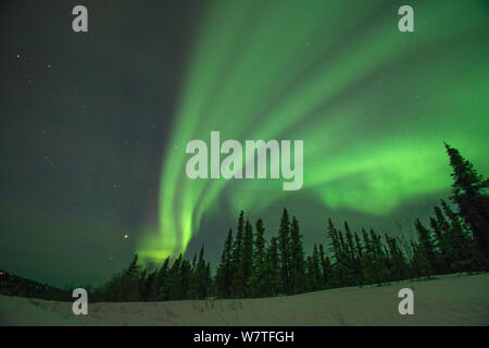 Nordlichter (Aurora Borealis) hell leuchtenden über Bäumen entlang der Steese Highway, Cleary, außerhalb von Fairbanks, Alaska Stockfoto