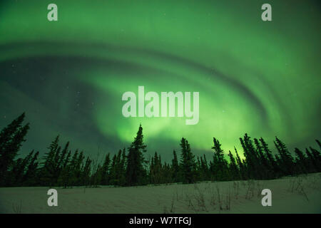 Nordlichter (Aurora Borealis) hell leuchtenden über Bäumen entlang der Steese Highway, Cleary, außerhalb von Fairbanks, Alaska, Juli 2012. Stockfoto