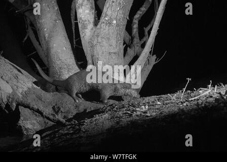 Fischotter (Lutra lutra) am Ufer des Flusses, in der Nacht mit Infrarot Fernbedienung Kamera trap, Mayenne, Pays de Loire, Frankreich, März berücksichtigt. Stockfoto