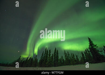 Nordlichter (Aurora Borealis) hell leuchtenden über Bäumen entlang der Steese Highway, Cleary, außerhalb von Fairbanks, Alaska Stockfoto