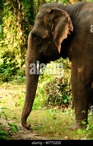 Inländische Indischer Elefant (Elephas maximus) Porträt, Royal Bardia Nationalpark, Nepal. Stockfoto