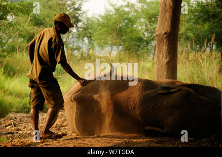 Ein elefantenpfleger Reinigung eine inländische Indischer Elefant (Elephas maximus) Nepal, Oktober 2011. Stockfoto