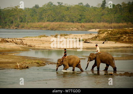 Menschen, Einheimische Indische Elefanten (Elephas maximas) Überquerung des Flusses Geruwa in der Royal Bardia Nationalpark, Nepal, Oktober 2011. Stockfoto