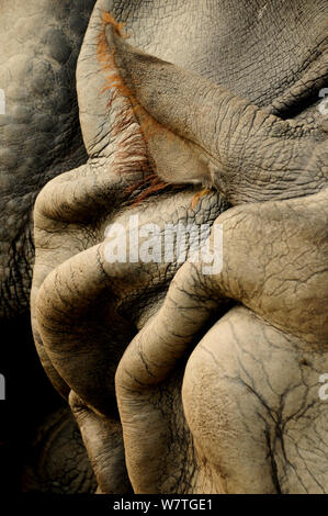 Detail der ein Ohr des indischen Rhinozeros (Rhinoceros unicornis) Nepal, gefangen. Stockfoto