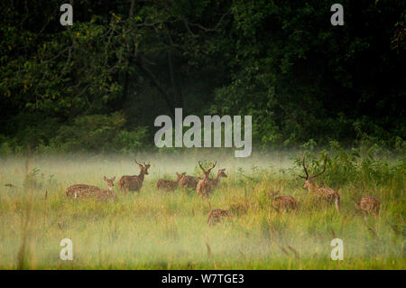 Spotted Deer (Achse) eingehüllt in Nebel im Morgengrauen in der Royal Bardia Nationalpark, Nepal. Stockfoto