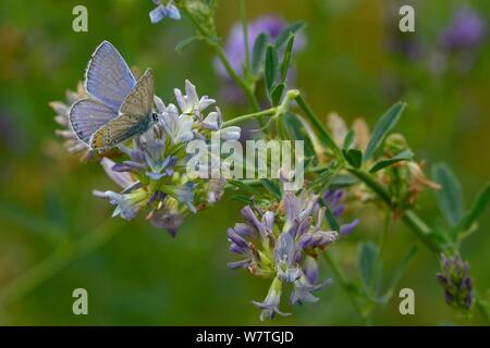 Gemeinsame Blauer Schmetterling (Polyommatus icarus) auf Alfalfa (Medicago sativa) Blüte, Vendée, Frankreich, Juli. Stockfoto