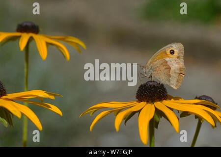 Wiese Braun butterfly (Pyrausta aurata) auf black-eyed-Susans (Rudbeckia hirta) Blumen, Frankreich, August. Stockfoto