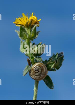 Schnecke auf habichtskraut Oxtongue (Picris hieracioides), Atlantique Küste, Vendée, Frankreich, September. Stockfoto