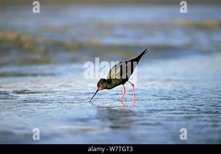 Schwarze Stelzenläufer (Himantopus novaezelandiae) Fütterung in den Untiefen von Gletschern gespeist Tasman River. Lake Pukaki, Südinsel, Neuseeland. Stockfoto