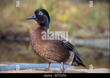 Campbell Insel Teal (Anas nesiotis aucklandica) am Wasserrand. Kabeljau/Whenua Hou Island, Neuseeland. Stockfoto