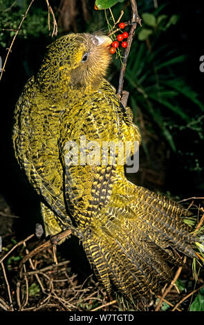 Kakapo (Strigops habroptilus) Fütterung auf supplejack Beeren (Ripogonum scandens) Dorsch/Whenua Hou Island, Neuseeland. Stockfoto