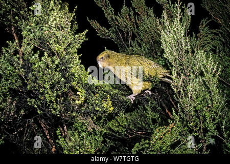 Kakapo (Strigops Habroptilus) kriechen durch Scheuern auf der Suche nach Beeren. Kabeljau/Whenua Hou Island, Neuseeland. Stockfoto