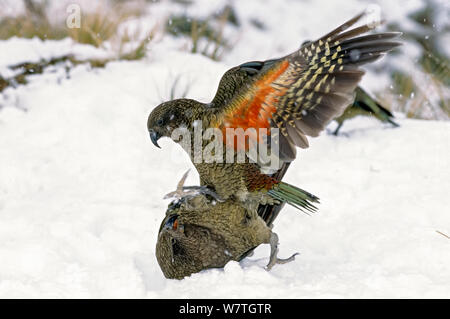 Keas (Nestor notabilis) spielen im Winter Schnee Sturm im alpinen Lebensraum. Fox Glacier, Westland National Park, South Island, Neuseeland. Stockfoto