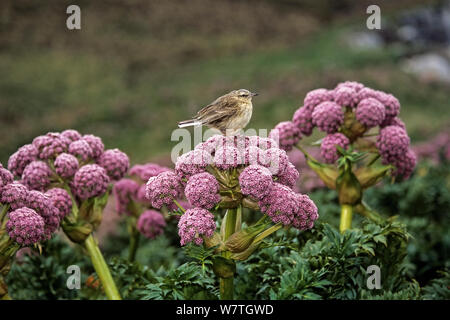 Neuseeland Pieper (Anthus novaeseelandiae aucklandica) auf die Jagd nach Insekten auf Anisotome latifolia megaherb blühen. Campbell Island, Neuseeland. Stockfoto