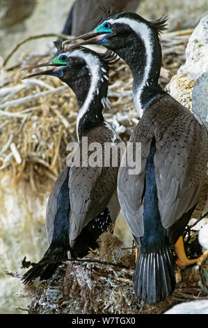 Gefleckte Shag (Stictocarbo punctatus) Paar in voll zur Zucht Farben auf Klippen nisten. Tata Inseln, Golden Bay, South Island, Neuseeland. Stockfoto