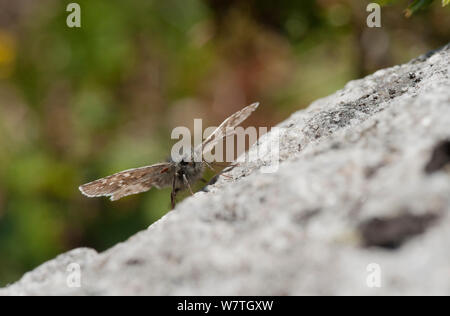 Alpine grizzled Skipper (Schmetterling andromedae) auf einem Felsen, Kilpisjärvi, Batchelor, Lappland, Finnland, Juli. Stockfoto