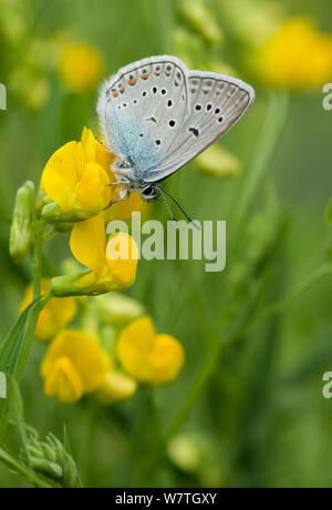 Amanda's blue butterfly (Polyommatus amandus) auf Vögel foot Trefoil (Lotus corniculatus) Südkarelien, Südfinnland, Juni. Stockfoto