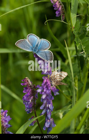 Amanda's blue butterfly (Polyommatus amandus) männlich, Südkarelien, Südfinnland, Juni. Stockfoto