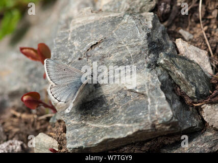 Arctic Blue Butterfly (Plebeius glandon) männlichen auf Fels, Lappland, Finnland, Juli. Stockfoto