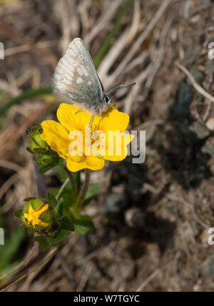 Arctic Blue Butterfly (Plebeius glandon) auf Blume, Lappland, Finnland, Juli. Stockfoto