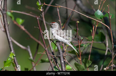 Arktis redpoll (Carduelis hornemanni) Lappland, Finnland, Juli. Stockfoto