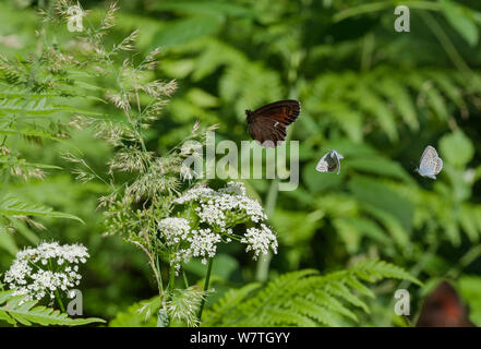 Arran Brown (Coenonympha pamphilus) im Flug mit zwei Silbernen - verzierte blaue Schmetterlinge (Plebejus argus) Central Finland, Juli. Stockfoto