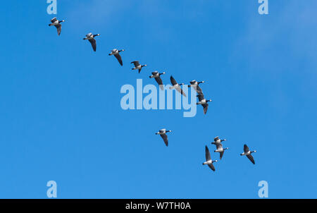 Nonnengans (Branta leucopsis) Herde, Migration, Südkarelien, Südfinnland, September. Stockfoto