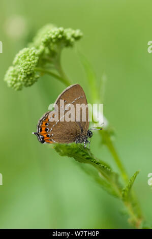 Schwarz hairstreak Schmetterling (Satyrium Pruni) neu männliche entstanden, Südkarelien, Südfinnland, Juni. Stockfoto