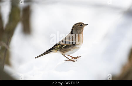 Bergfink (Fringilla montifringilla) Weibliche im Winter, im Südwesten von Finnland, Februar. Stockfoto