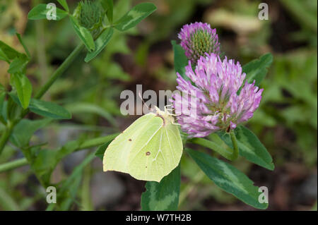 Brimstone Gonepteryx rhamni (Motte) männliche Fütterung auf Klee Nektar, Südkarelien, Südfinnland, September. Stockfoto