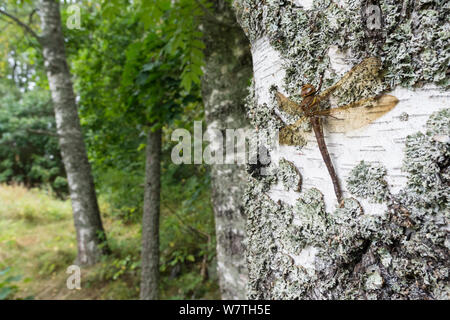 Braun Hawker Dragonfly (Aeshna grandis) ruht auf Birke Baumstamm, Pirkanmaa, Finnland, September. Stockfoto