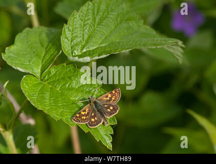 Arktis Skipper Schmetterling (Carterocephalus palaemon) männlich, zentrale Finnland, Juni. Stockfoto