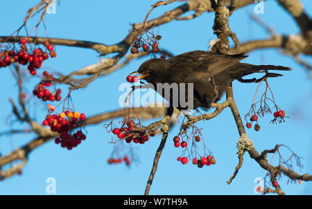 Gemeinsame Amsel (Turdus merula Merula) Fütterung mit Vogelbeeren, Mittelfinnland, Februar. Stockfoto