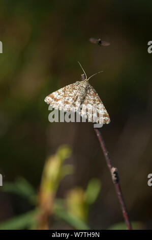 Gemeinsame Heide Schmetterling (Ematurga atomaria) Weibchen mit Fliegen, Mittelfinnland, Juni. Stockfoto