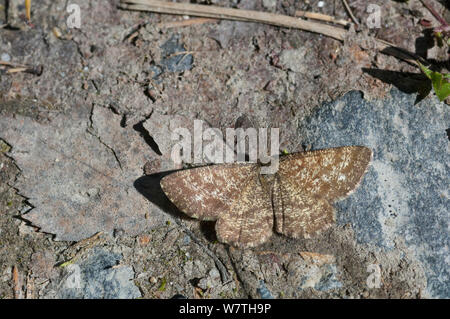 Gemeinsame Heide Schmetterling (Ematurga atomaria) männliche Sonnen am Boden, Mittelfinnland, Juni. Stockfoto