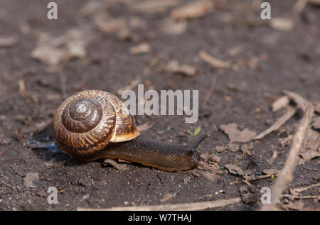 Copse Schnecke (Arianta arbustorum) Åland-Inseln, Finnland, April. Stockfoto