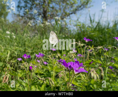 Kryptische Holz weiß Schmetterling (Leptidea juvernica) männlich in Blumenwiese Lebensraum fliegen, Aland Inseln, Finnland, Juni. Stockfoto