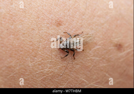 Deer fly (Lipoptena cervi) auf die menschliche Haut, Südkarelien, Südfinnland, September. Stockfoto